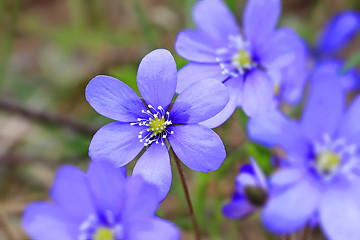 Image showing Flowers of Hepatica Nobilis