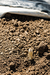 Image showing Asparagus head shoots above the soil