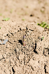 Image showing Asparagus head shoots above the soil