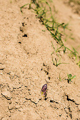 Image showing Asparagus head shoots above the soil