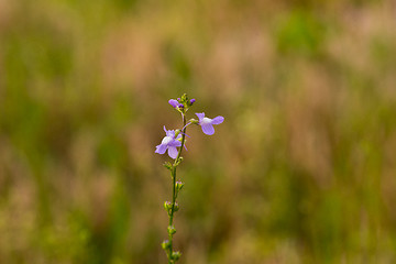 Image showing Blue Toadflax