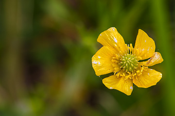 Image showing St. Anthony's Turnip (Ranunculus bulbosus)