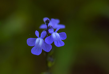 Image showing Blue Toadflax