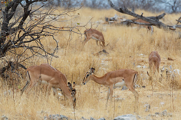 Image showing herd of Impala antelope in savanna
