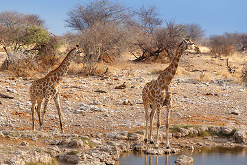 Image showing Giraffa camelopardalis near waterhole