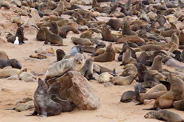 Image showing sea lions in Cape Cross, Namibia, wildlife