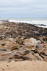 Image showing sea lions in Cape Cross, Namibia, wildlife