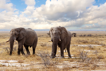 Image showing big african elephants on Etosha national park