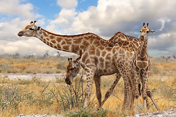 Image showing giraffe with calf grazzing