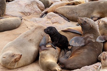 Image showing Small sea lion baby in Cape Cross