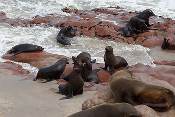 Image showing sea lions in Cape Cross, Namibia, wildlife