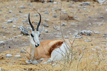 Image showing resting Springbok Antidorcas marsupialis