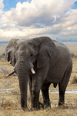 Image showing big african elephants on Etosha national park