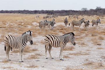 Image showing Zebra in african savanna