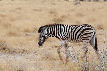 Image showing Zebra in african savanna