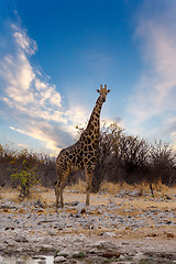 Image showing Giraffa camelopardalis near waterhole