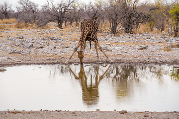 Image showing Giraffa camelopardalis drinking from waterhole