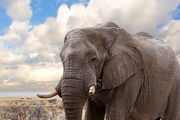 Image showing big african elephants on Etosha national park