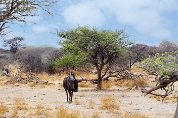 Image showing wild Wildebeest Gnu in african bush