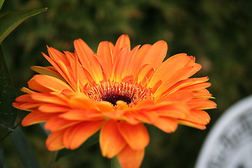 Image showing Gerbera in profile