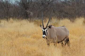 Image showing Gemsbok in savanna, Oryx gazella