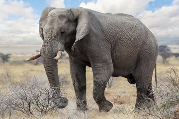 Image showing big african elephants on Etosha national park