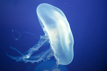 Image showing Jellyfish Underwater moving around