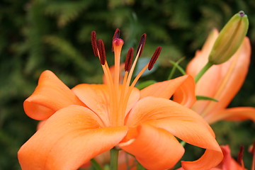 Image showing Beautiful lilies