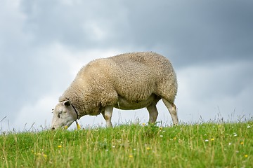 Image showing Sheep feeding on grass