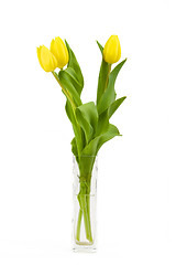 Image showing spring yellow tulips