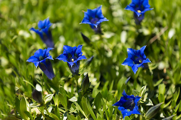 Image showing Trumpet gentiana blue spring flower in garden