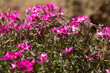 Image showing pink flowers in spring garden