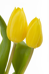 Image showing spring yellow tulips