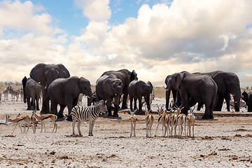 Image showing full waterhole with Elephants