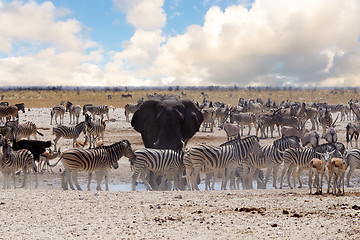 Image showing full waterhole with Elephants