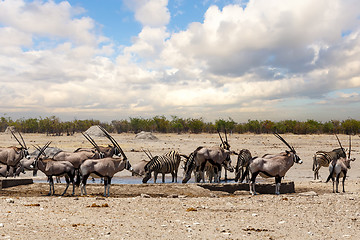 Image showing Oryx gazella and zebra in etosha