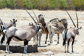 Image showing Oryx gazella and zebra in etosha