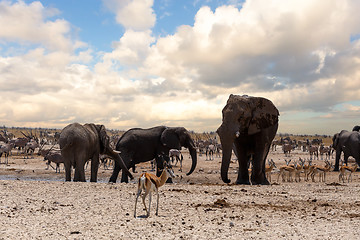 Image showing full waterhole with Elephants