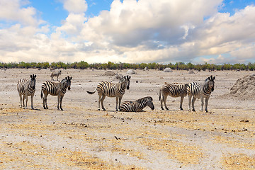 Image showing Zebra in african savanna