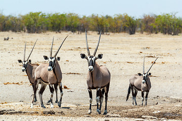 Image showing Gemsbok, Oryx gazella in savanna