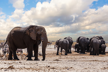 Image showing full waterhole with Elephants