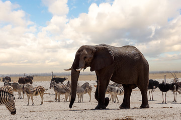 Image showing full waterhole with Elephants