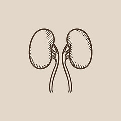 Image showing Kidney sketch icon.