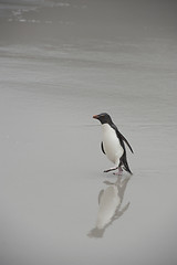 Image showing Rockhopper penguins Falkland Island