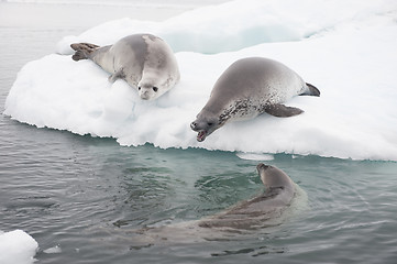 Image showing Crabeater seals on the ice.