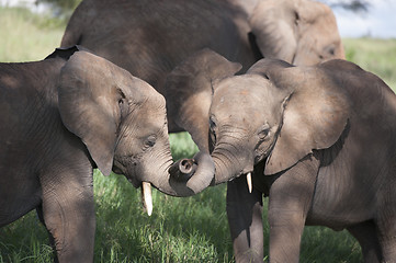 Image showing Baby Elephant in Afrika