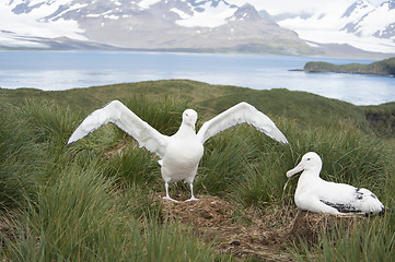 Image showing Pair of Wandering Albatrosses