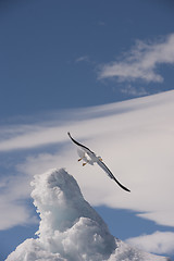 Image showing Kelp Gull in Antarctica