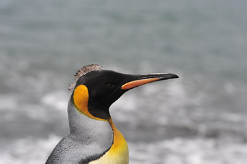 Image showing King penguin in South Georgia