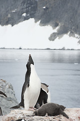 Image showing Adelie Penguin on nest